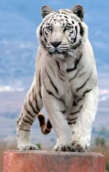 Tiger Force Core Values